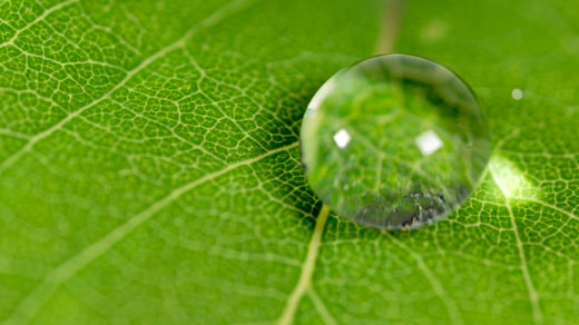 Figure 1: Water droplets form a high contact angle on certain plant leaves and thus contribute to the self-cleaning effect of the plant.