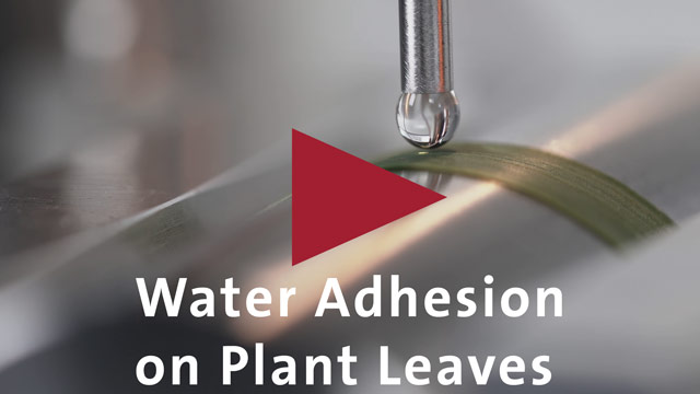 Application video: Water Adhesion on Plant Leaves