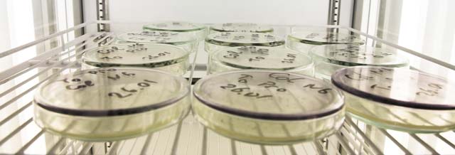 Cell culturing using commercial tissue culture plates