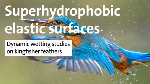 Superhydrophobic elastic surfaces - Dynamic wetting studies on kingfisher feathers