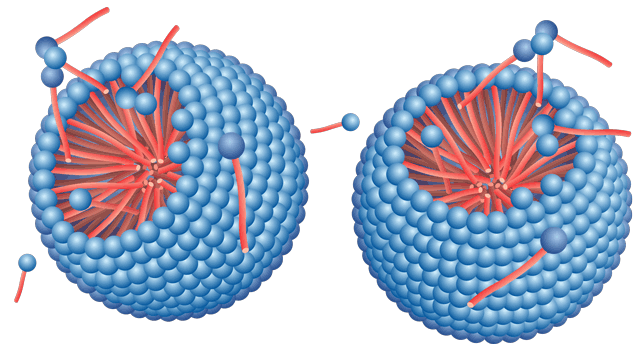 Figure 2: Spherical micelles are one of the most common forms of micelles. Here, the non-polar hydrocarbon chains are clustered together and the polar molecular heads protrude outwards into the surrounding polar liquid.