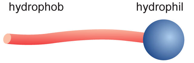 Abbildung 2: Ein Tensid besteht aus einer unpolaren Kohlenwasserstoffkette (rot) und einem polaren Kopf (blau).
