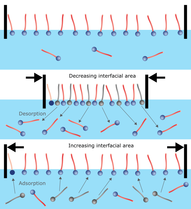 Figure 1: Surfactants reacting to decreasing and increasing available interfacial area